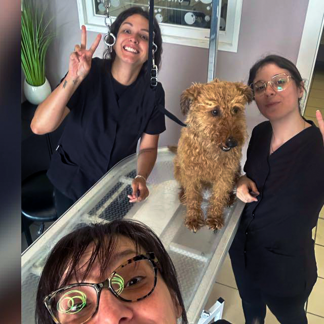 Allieve della scuola di toelettatura Cecilia Luxury Grooming